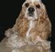 Amerikansk cocker spaniel Benji