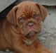 Dogue de bordeaux Shadow of Oak Dezmir