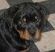 Rottweiler Coopzig Mizzy 