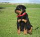 Rottweiler Luna