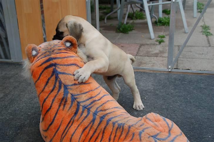 Bullmastiff Bullsaints' Duce Håkon billede 7