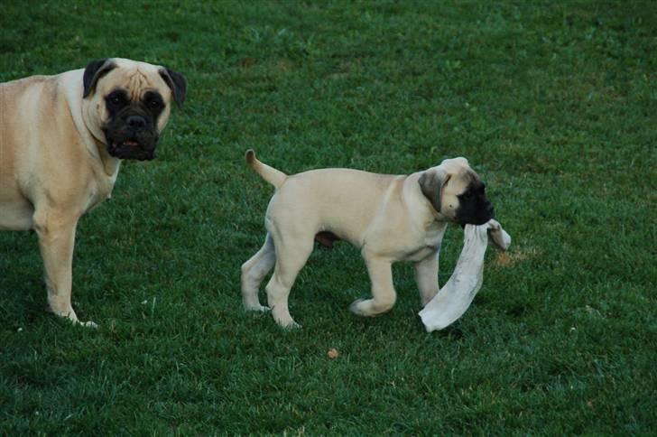 Bullmastiff Bullsaints' Duce Håkon billede 8