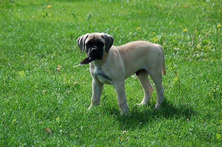 Bullmastiff Bullsaints' Duce Håkon billede 9