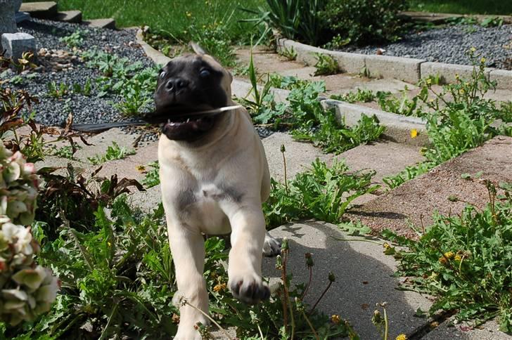 Bullmastiff Bullsaints' Duce Håkon billede 10
