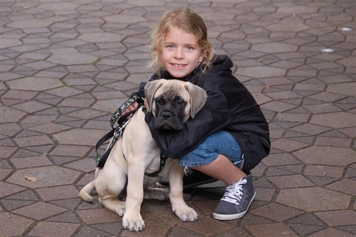 Bullmastiff Bullsaints' Duce Håkon billede 11