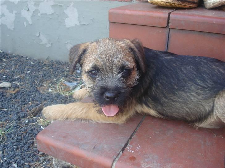 Border terrier Dalshøj´s Ellis ( Bell ) kaaret til herning som Da billede 19