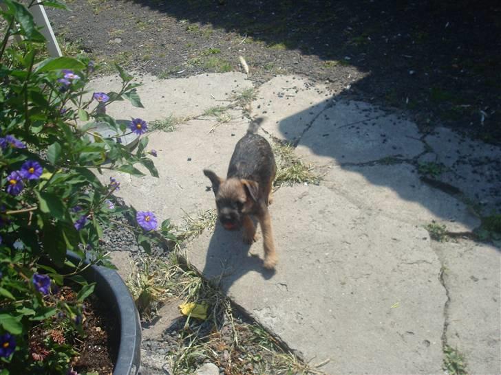 Border terrier Dalshøj´s Ellis ( Bell ) kaaret til herning som Da billede 20