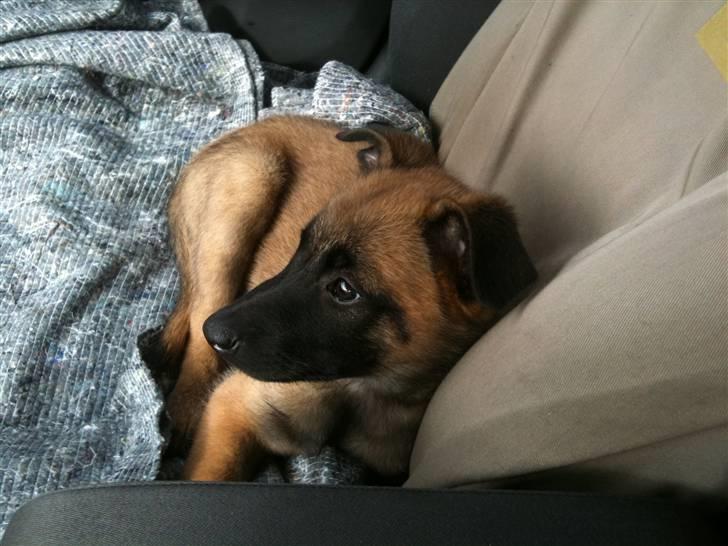 Malinois Celin billede 1