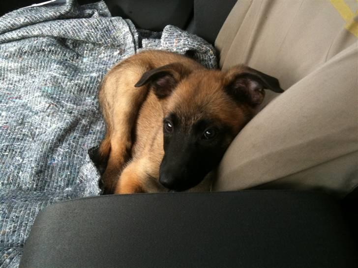 Malinois Celin billede 2