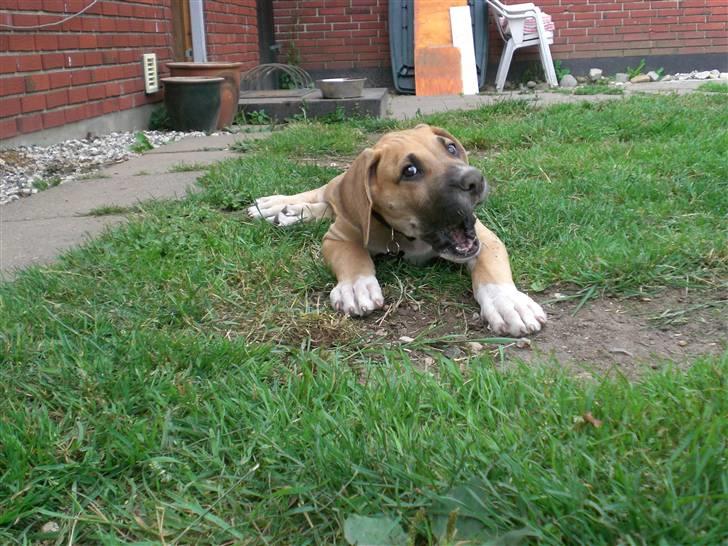 Grand danois Odin billede 2