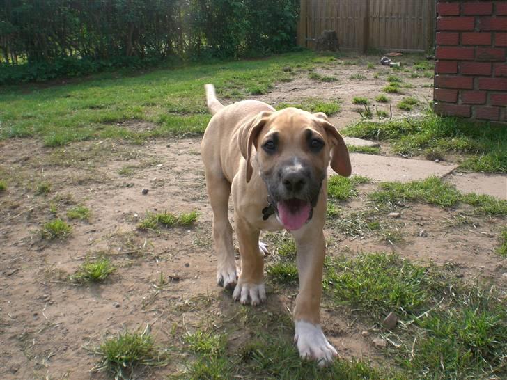 Grand danois Odin billede 3