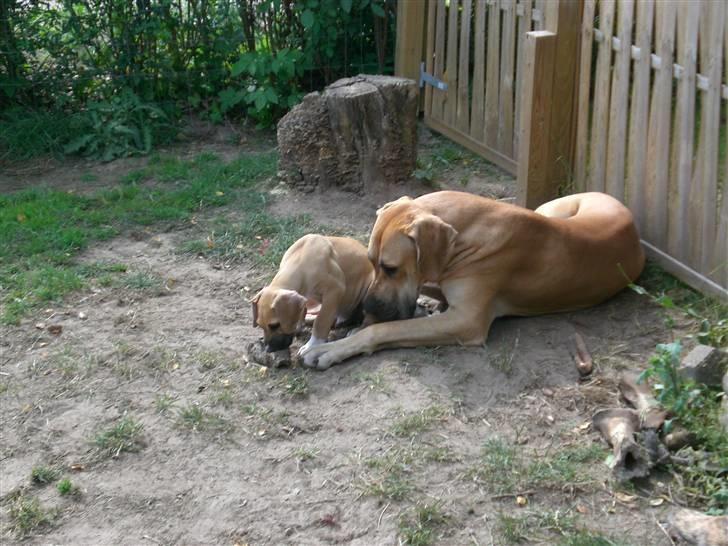 Grand danois Odin billede 4