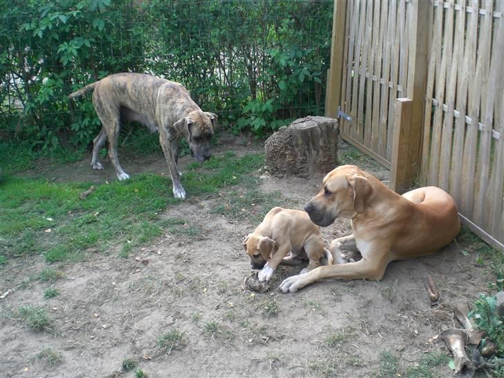 Grand danois Odin billede 5