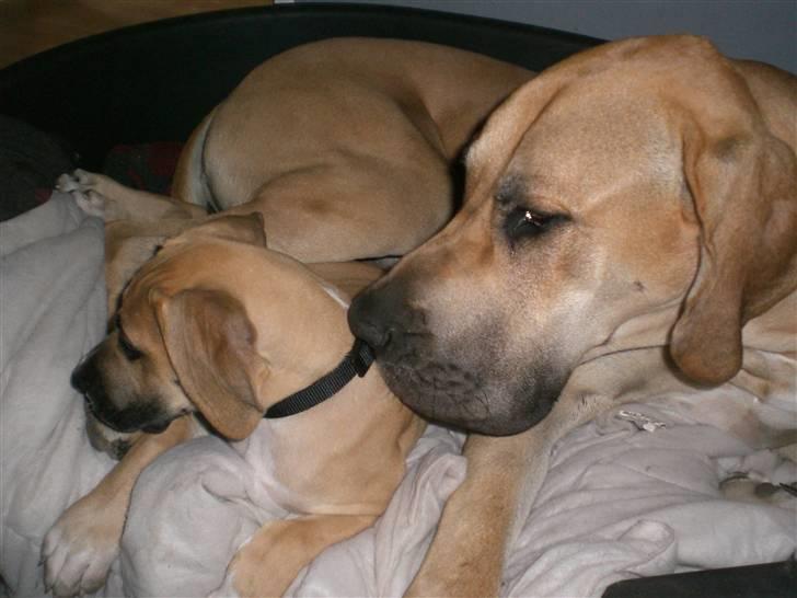 Grand danois Odin billede 6