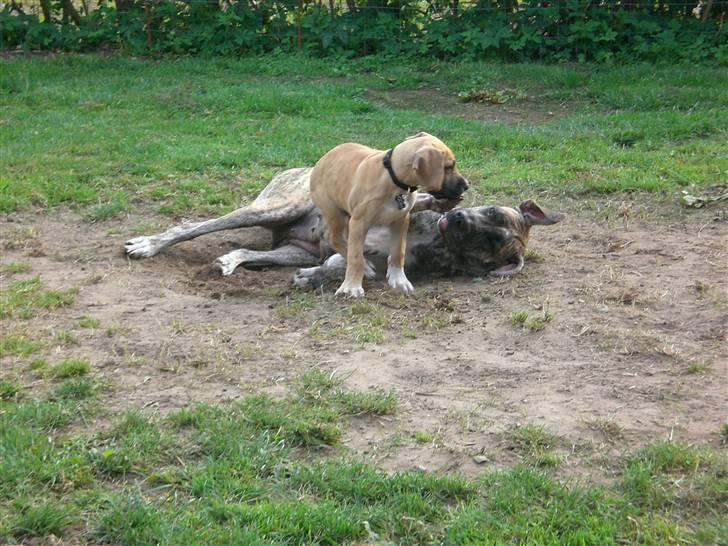 Grand danois Odin billede 7