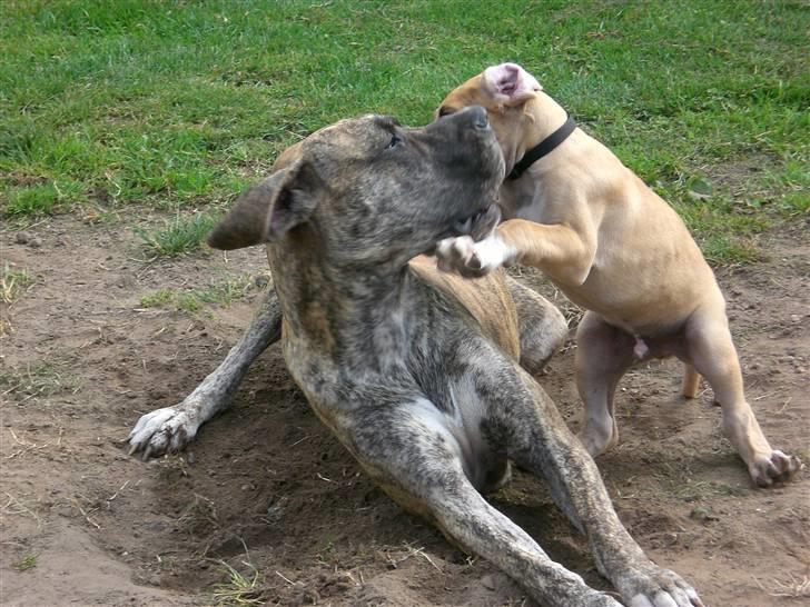 Grand danois Odin billede 8