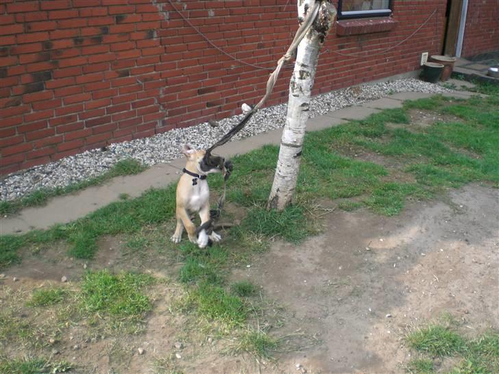 Grand danois Odin billede 9