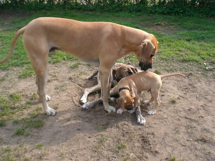 Grand danois Odin billede 10