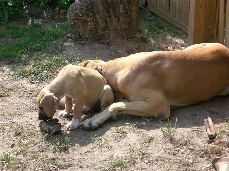 Grand danois Odin billede 11