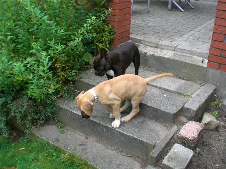 Grand danois Odin billede 12