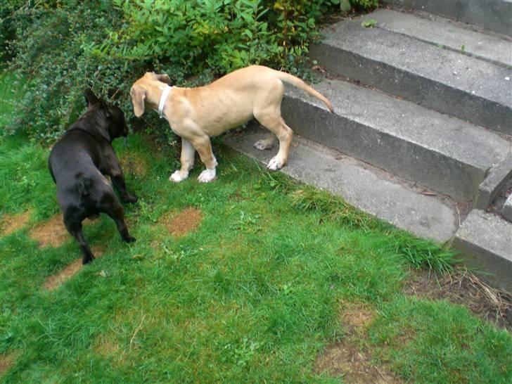 Grand danois Odin billede 13