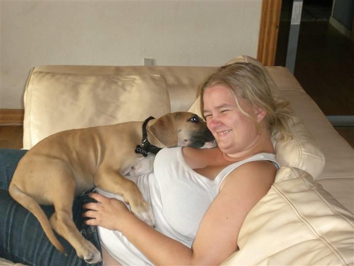 Grand danois Odin billede 14