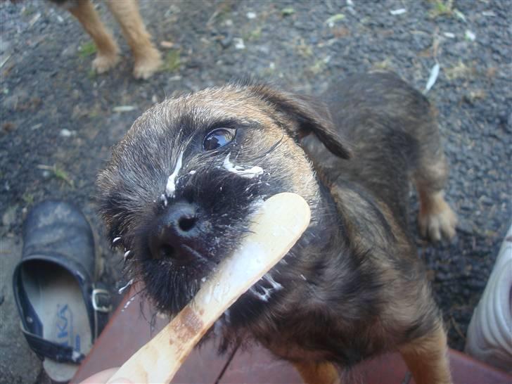 Border terrier Dalshøj´s Ellis ( Bell ) kaaret til herning som Da billede 17