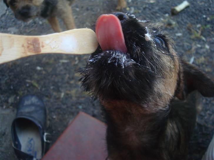 Border terrier Dalshøj´s Ellis ( Bell ) kaaret til herning som Da billede 18