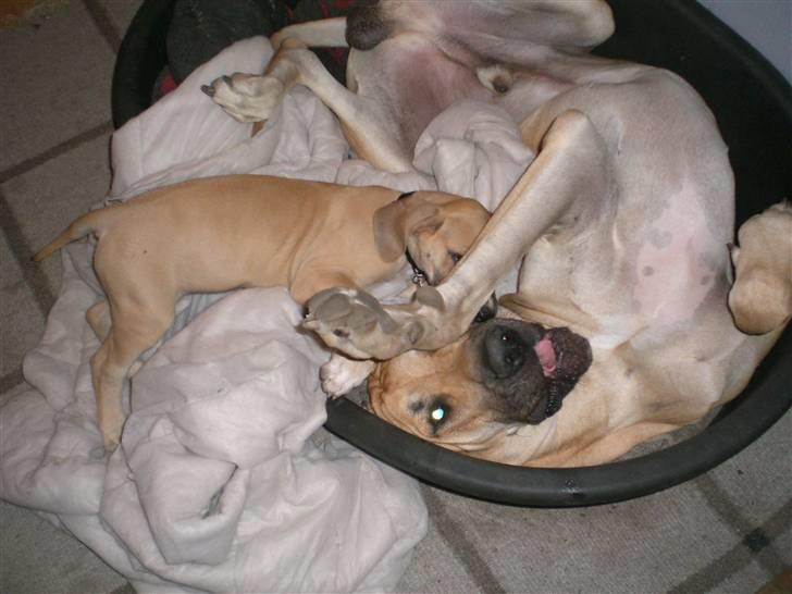 Grand danois Odin billede 15