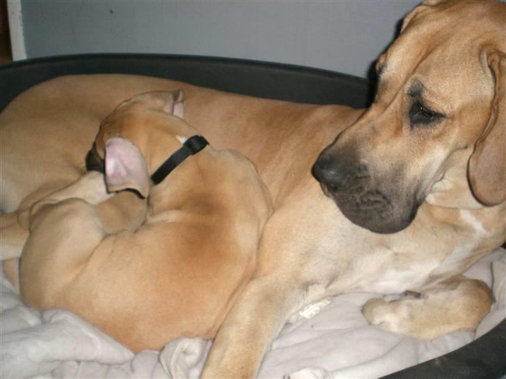 Grand danois Odin billede 16