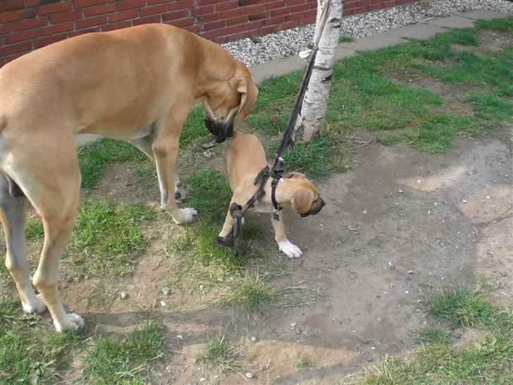 Grand danois Odin billede 17