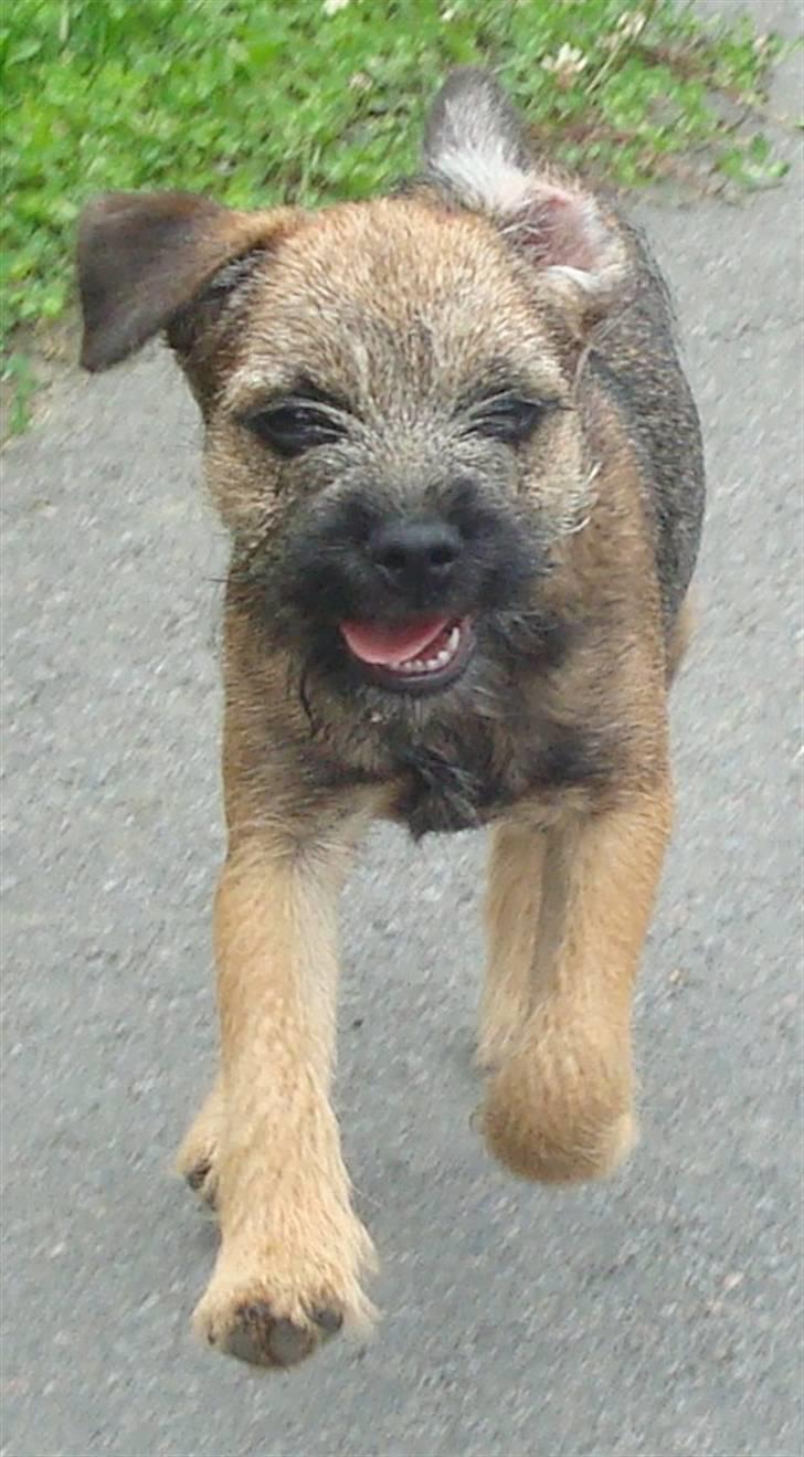 Border terrier Dalshøj´s Ellis ( Bell ) kaaret til herning som Da billede 16