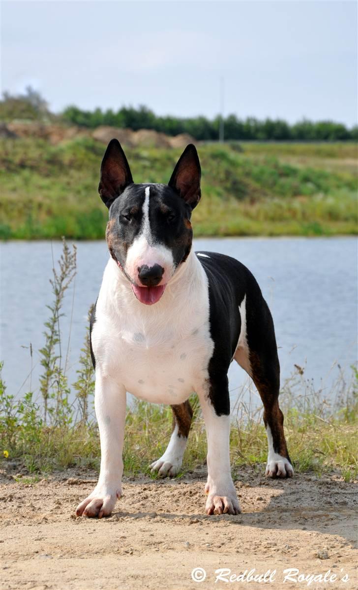 Bullterrier                   William - Prins William - eller rettere Kong William! billede 1