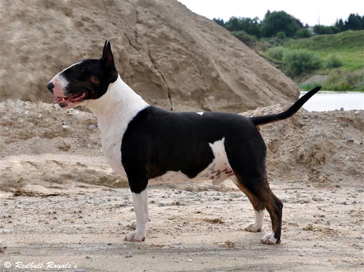 Bullterrier                   William - Helt fantastisk figur den dreng har!! PERFEKT! billede 2