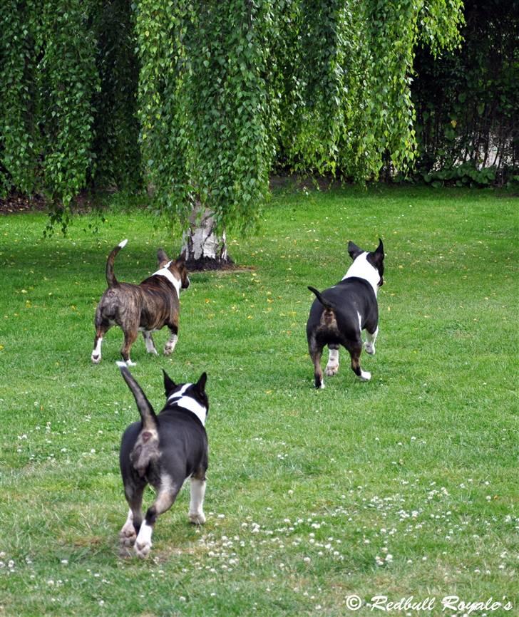 Bullterrier                   William - Leger med tøserne billede 6