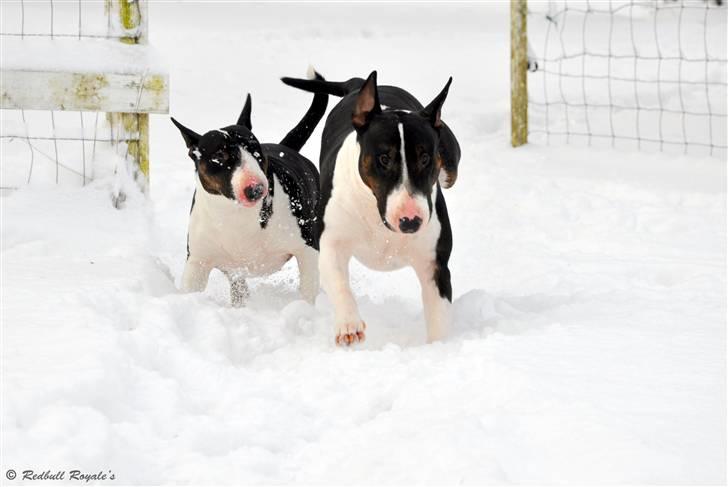 Bullterrier                   William billede 7