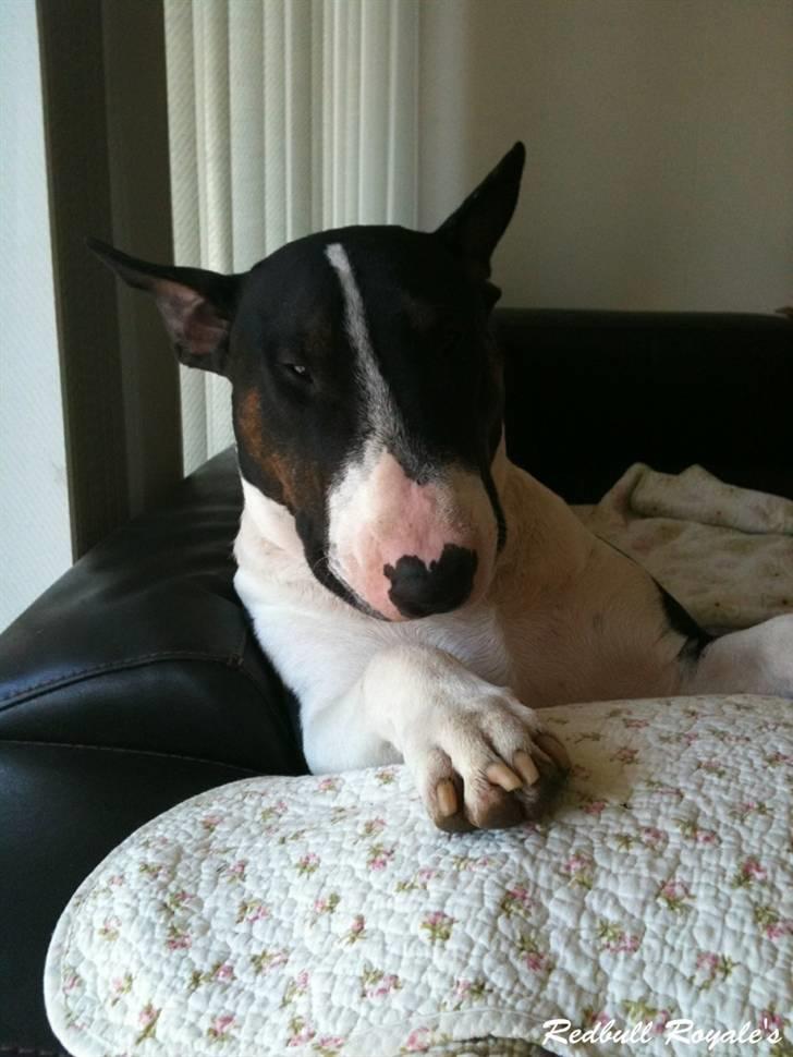 Bullterrier                   William billede 9