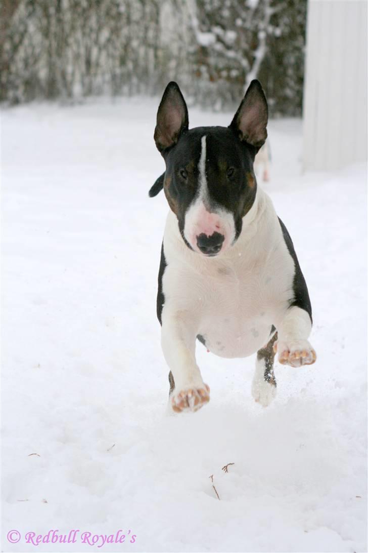 Bullterrier                   William - Fuld fart på i sneen :-) billede 12