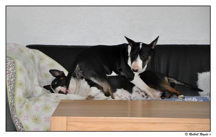 Bullterrier                   William - Willer med sine kone Lulu billede 13