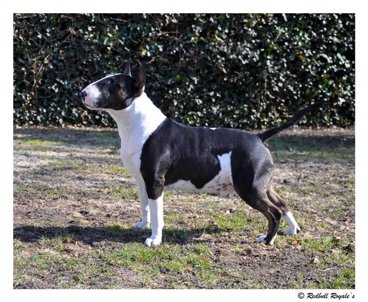 Bullterrier                   William - fra efteråret  2009 billede 14