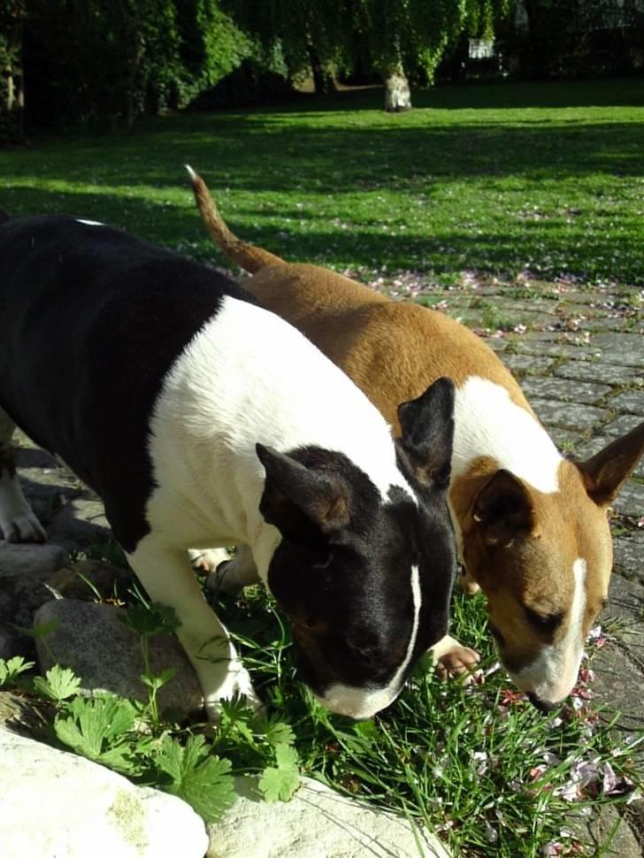 Bullterrier                   William - William hygger med Lola i haven :-) billede 17