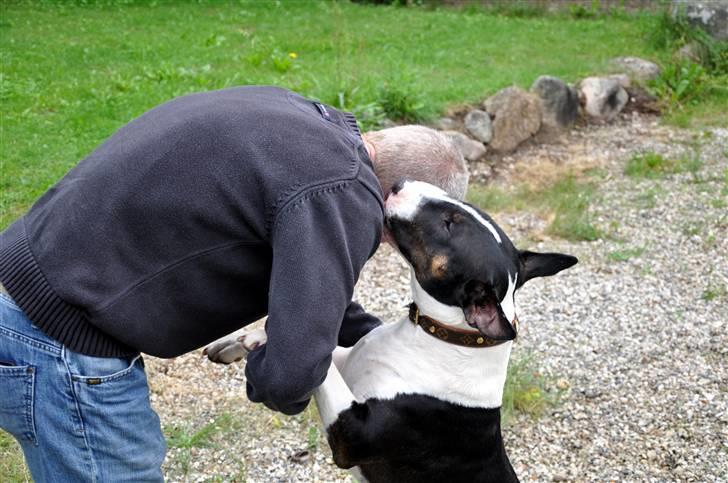 Bullterrier                   William - William er så glad for Flemming :-) billede 18