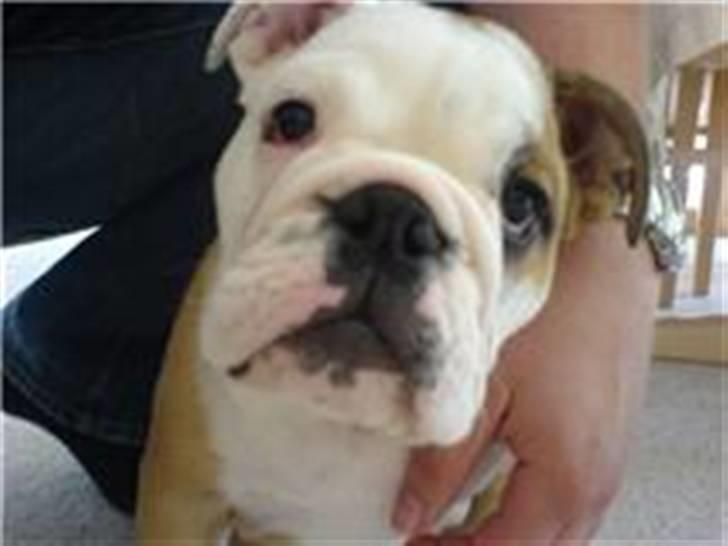 Engelsk bulldog otto - er jeg ikke dejlig? billede 1
