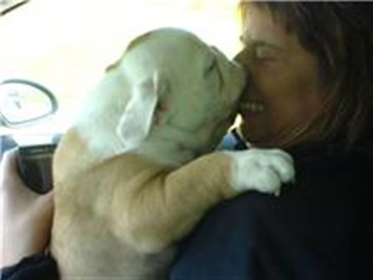 Engelsk bulldog otto - buller-mys billede 2