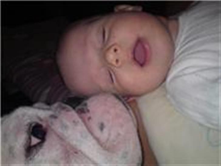 Engelsk bulldog otto - hvem kan stå for en lille baby? billede 3