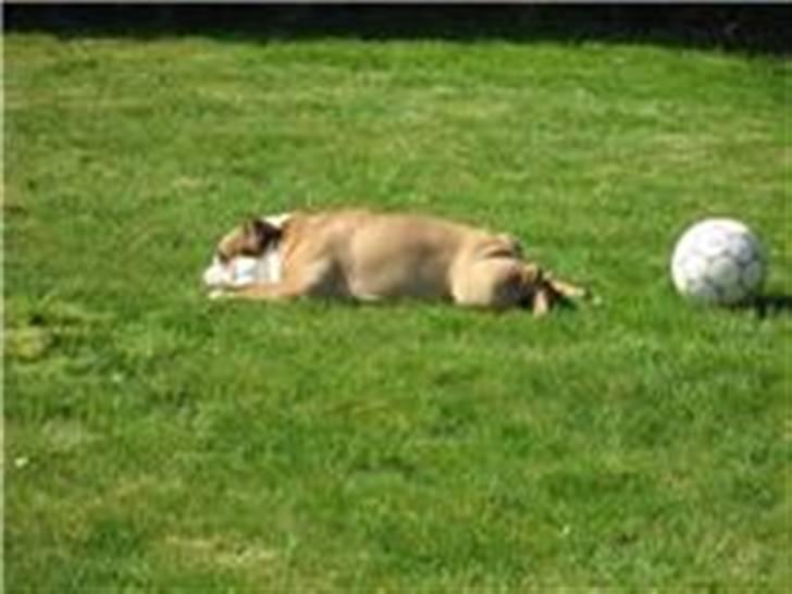 Engelsk bulldog otto - hey bold...vent på mig billede 4