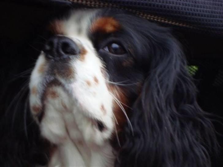 Cavalier king charles spaniel Chicco - SMUKT! billede 1