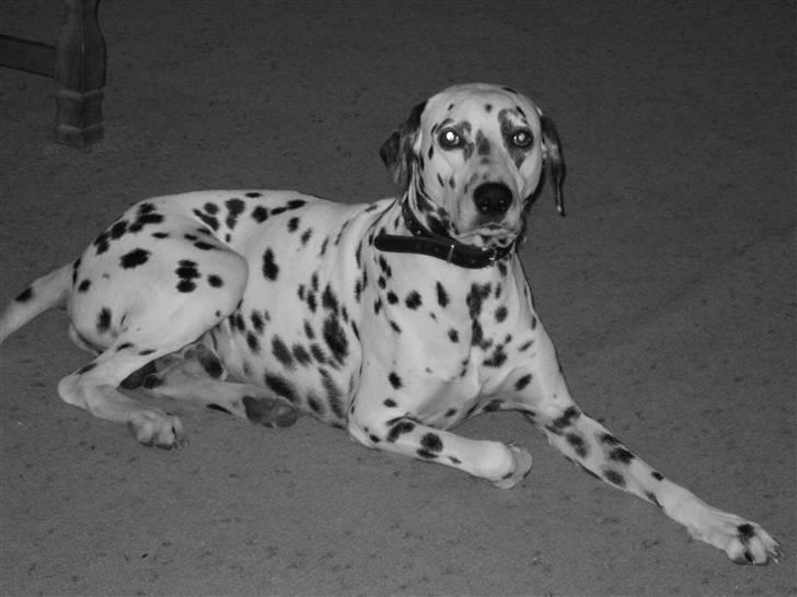 Dalmatiner Coco billede 12