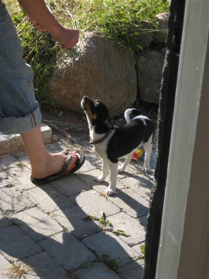 Dansk svensk gaardhund Chicka billede 2