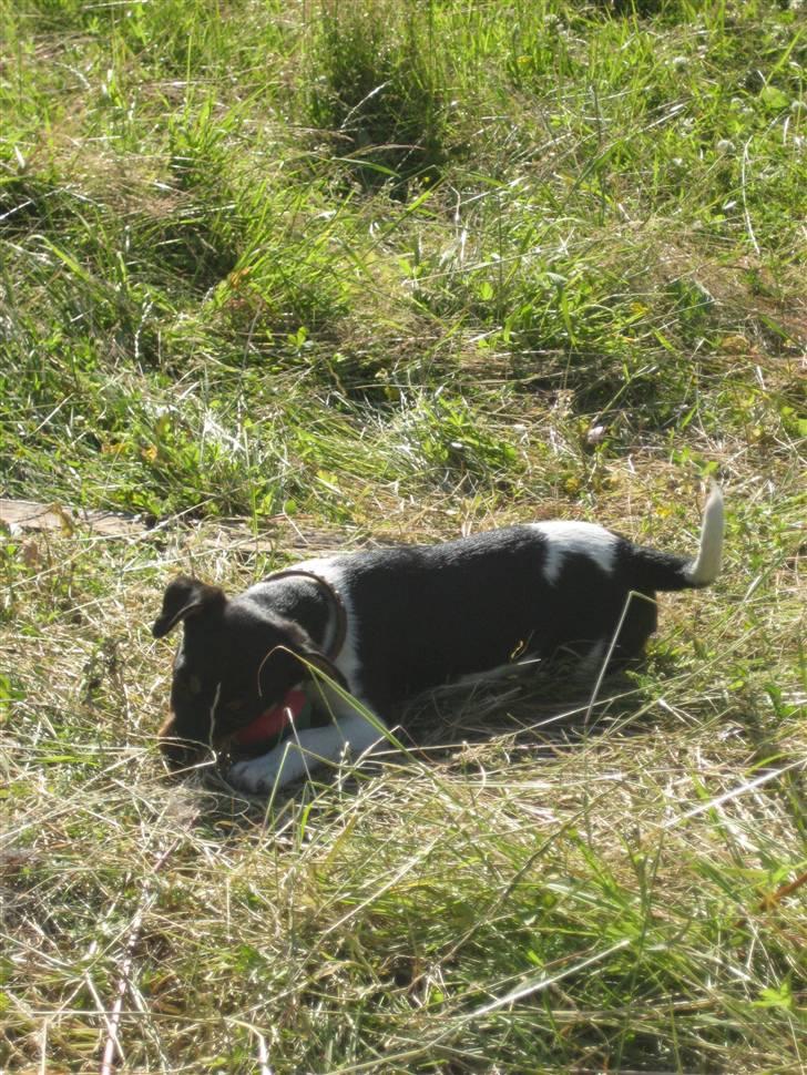 Dansk svensk gaardhund Chicka billede 3